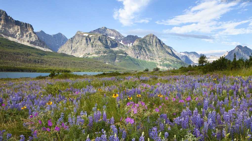 beautiful-mountain-flowers-and-fields-130475