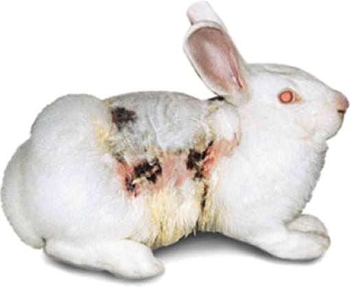 Laboratory Rabbit-rabbit-20
