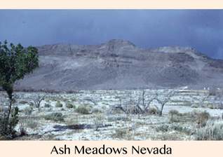 Pic 1. Ash Meadows Nevada, Your Radiation #44, Feb 13-20, 2016