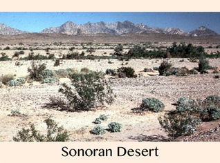Pic 1.2 Sonoran Desert
