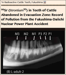 TITLE- 20160405 Radioactive Cattle Teeth, Fukushima