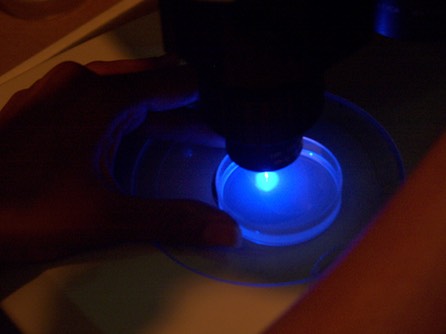 UV Illuminated Microscope - MorgueFile - fi